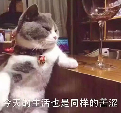 南京家庭裝修之喵星人：“裝修前，你考慮過我嗎？”
